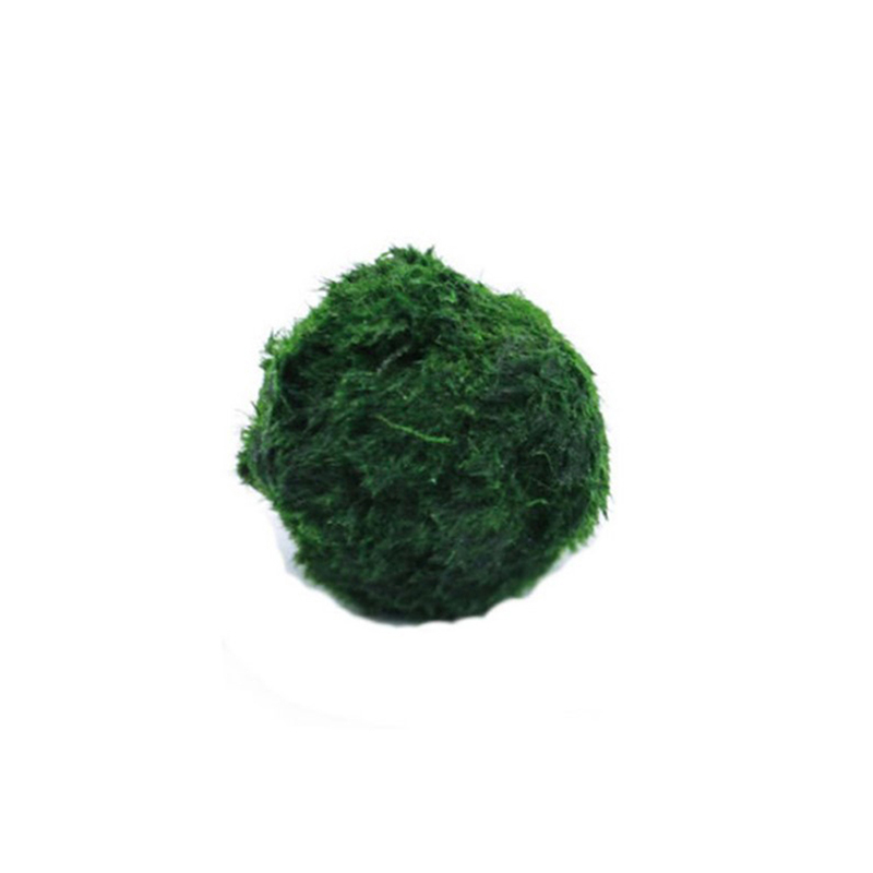 Terrarium Moss Art - Marimo Yosun Topları Canlı Akvaryum Bitkisi