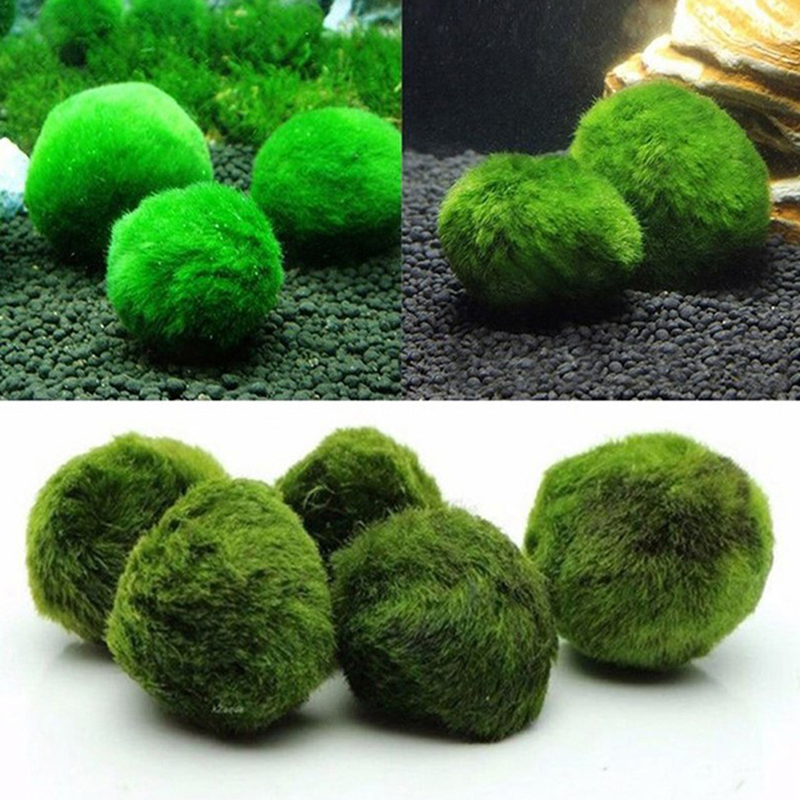 Marimo Yosun Topları Canlı Akv - Terrarium Moss Art incelemesi ve fiyatı