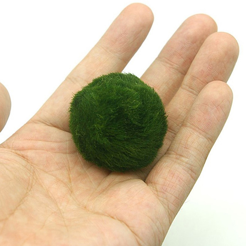 Marimo Yosun Topları Canlı Akv - Terrarium Moss Art incelemesi ve fiyatı