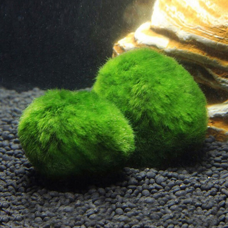 Marimo Yosun Topları Canlı Akv - Terrarium Moss Art incelemesi ve fiyatı